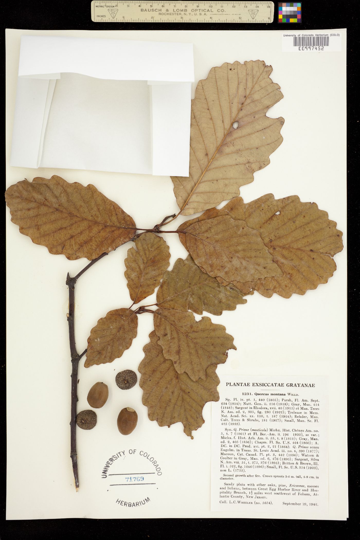 Quercus montana image