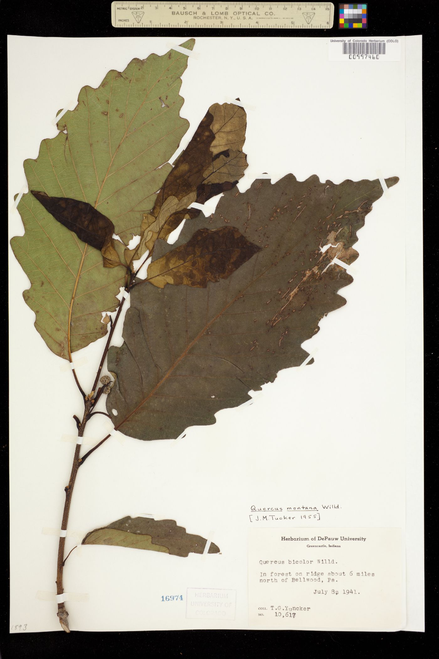 Quercus montana image