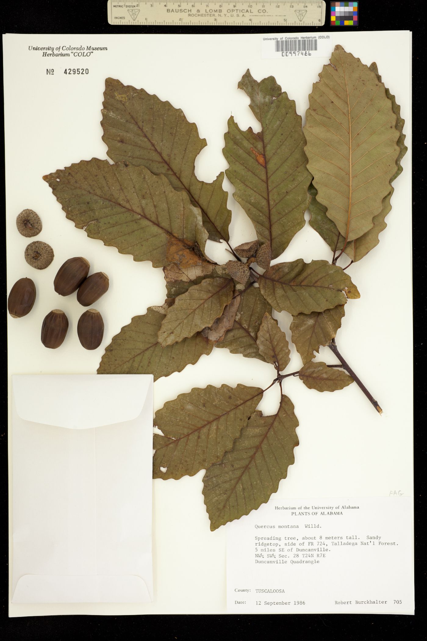 Quercus montana image