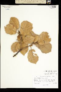 Quercus mcvaughii image