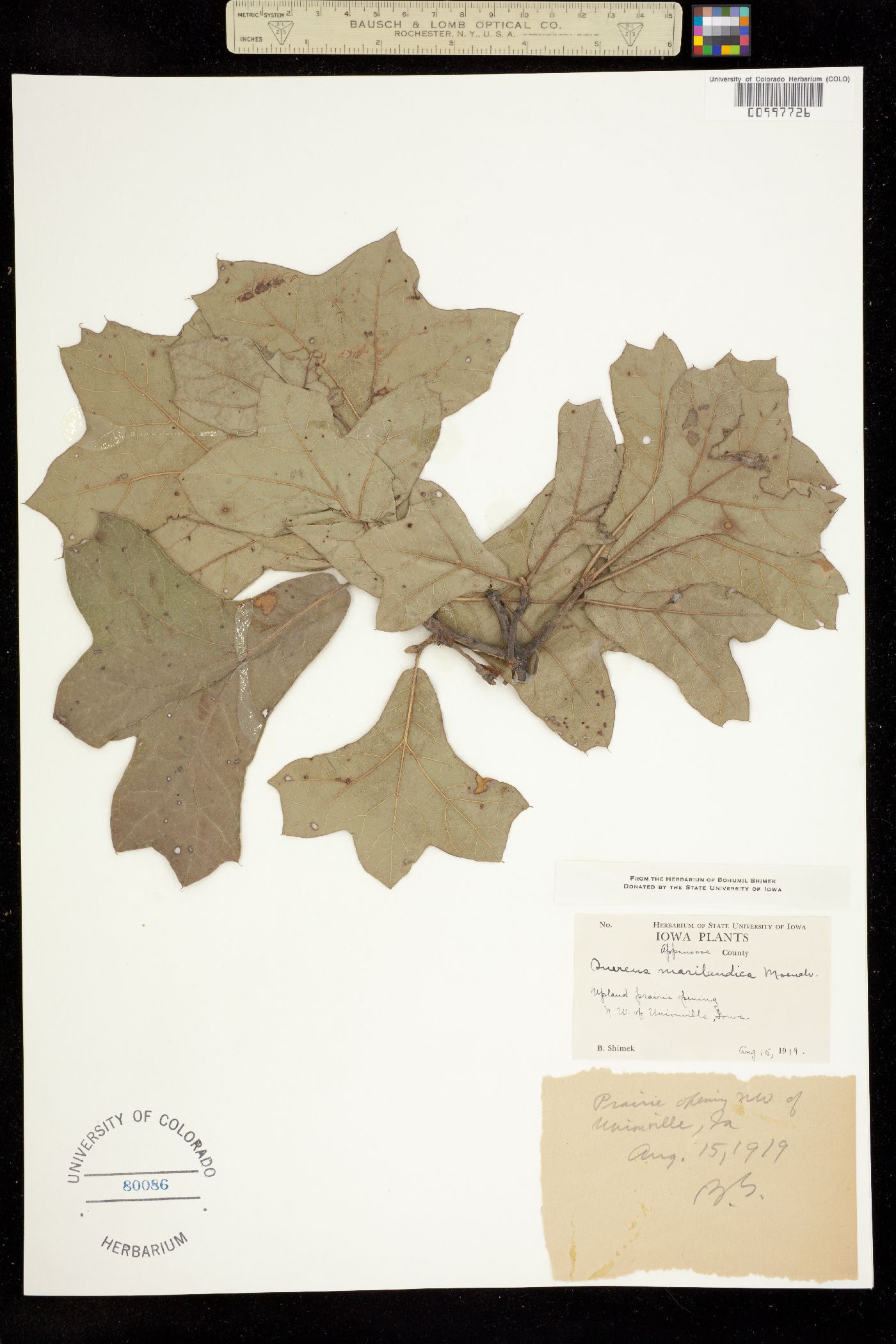 Quercus marilandica image