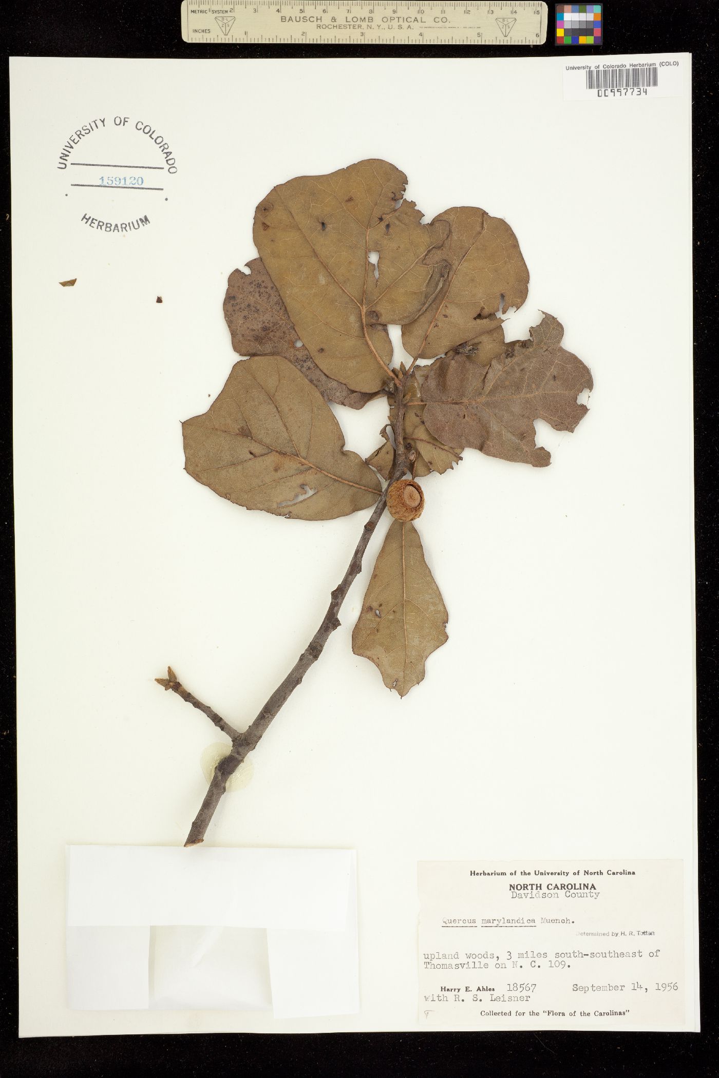 Quercus marilandica image