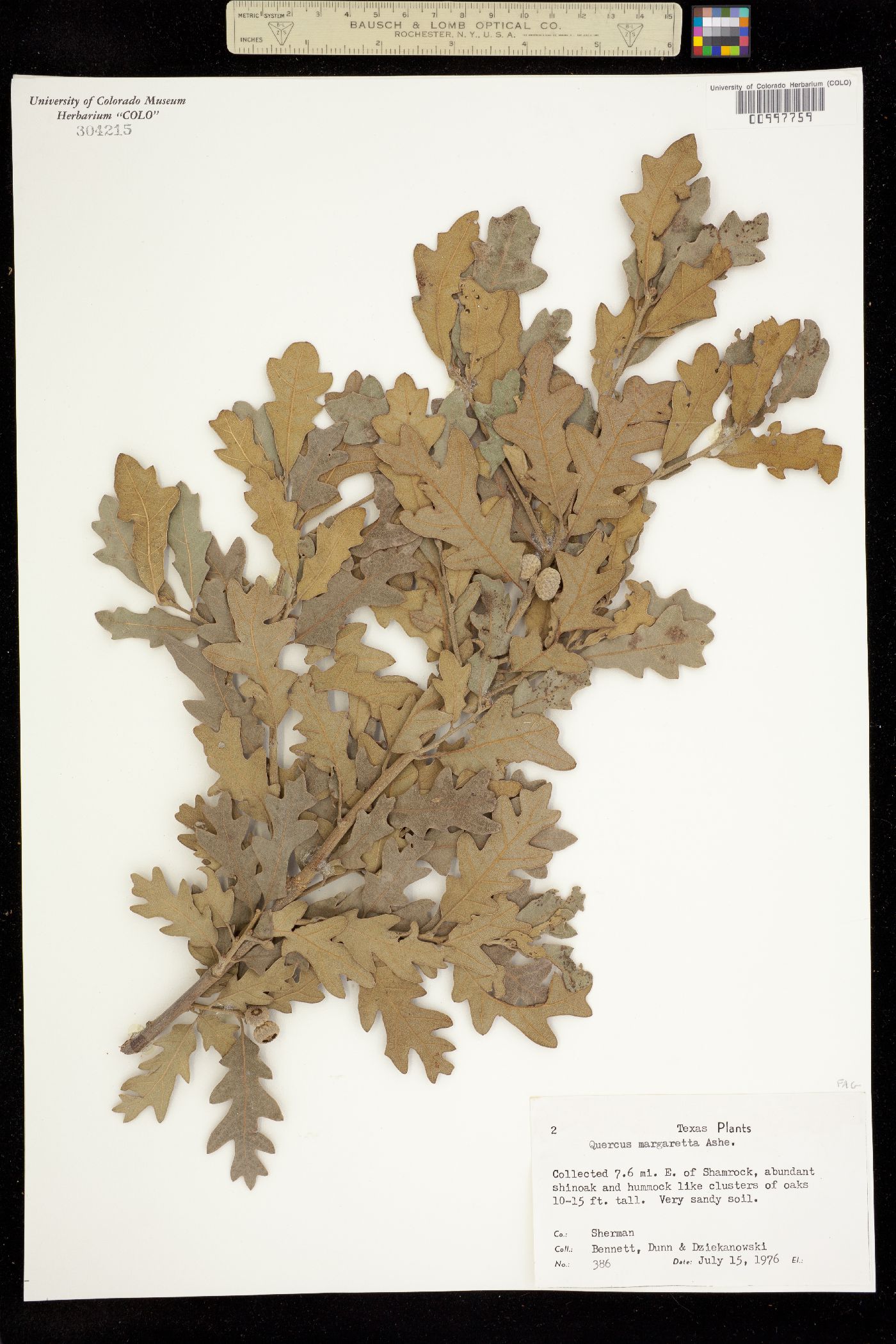 Quercus margaretta image