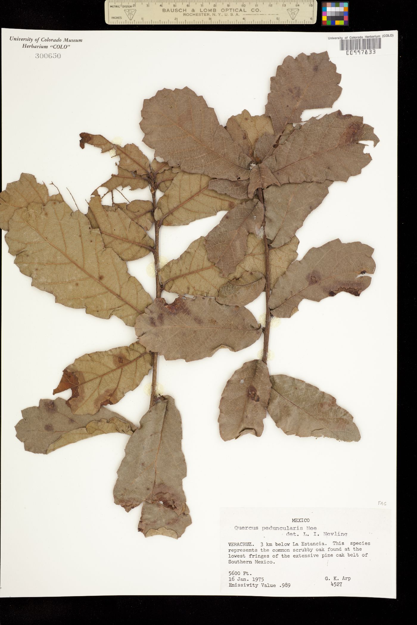 Quercus peduncularis image