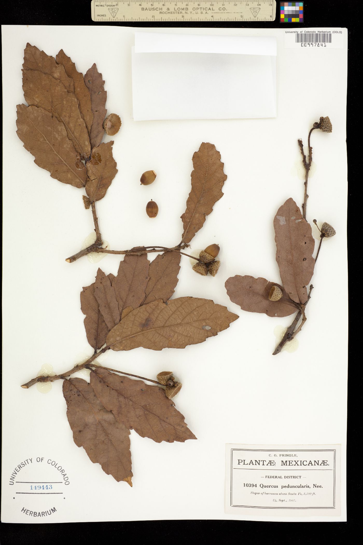 Quercus peduncularis image