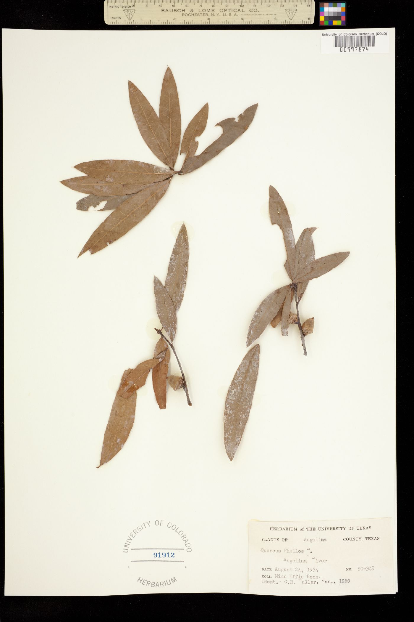 Quercus phellos image
