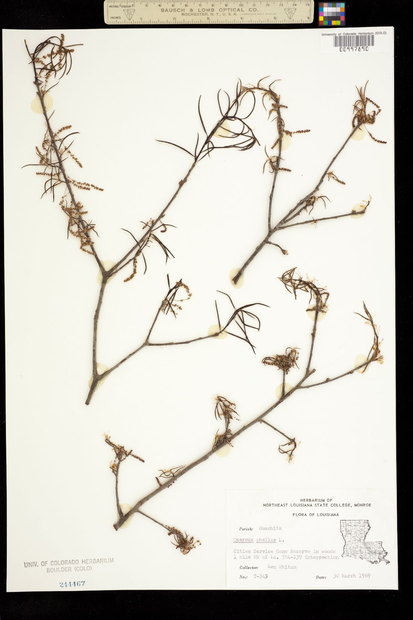 Quercus phellos image