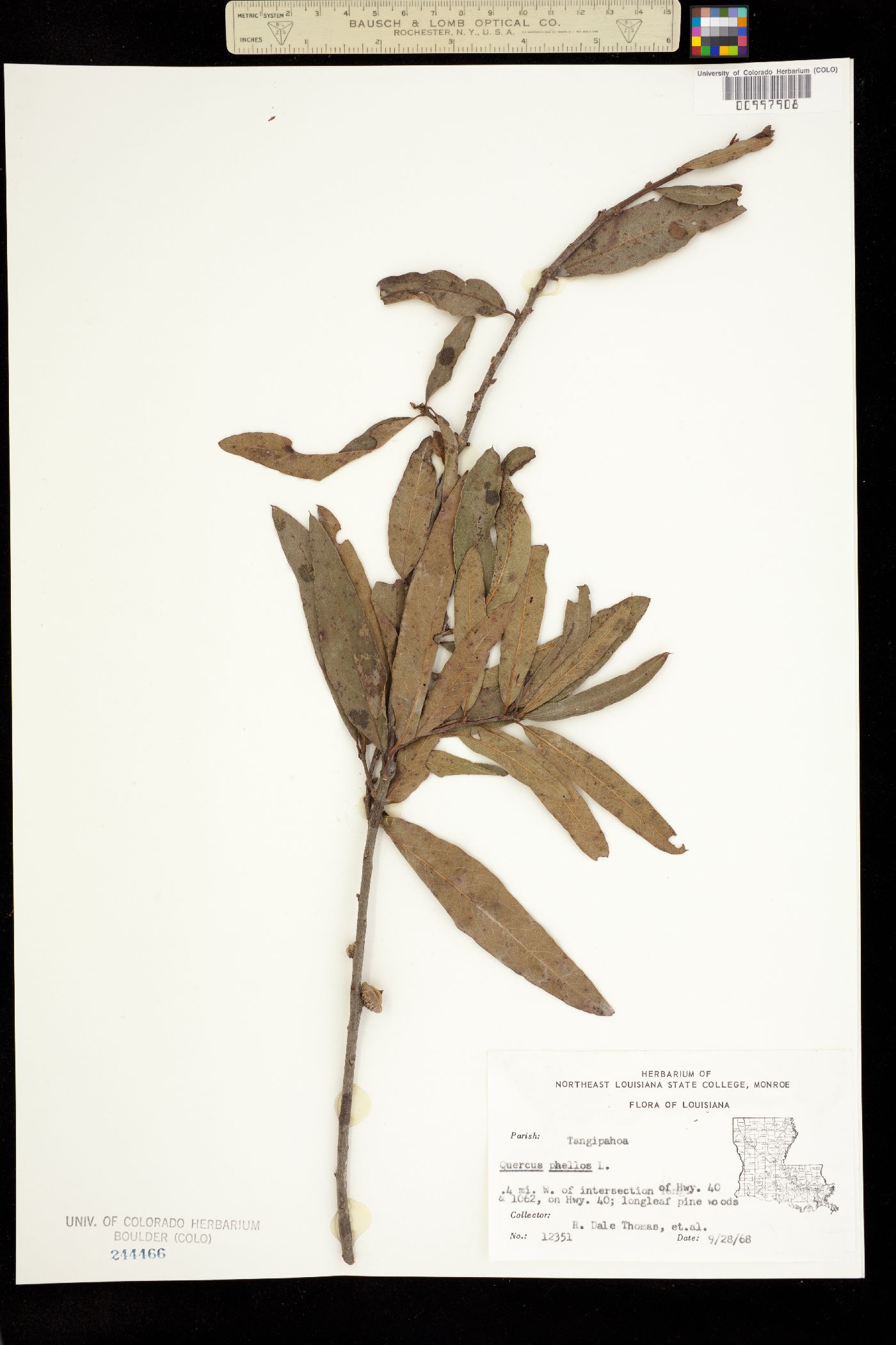 Quercus phellos image