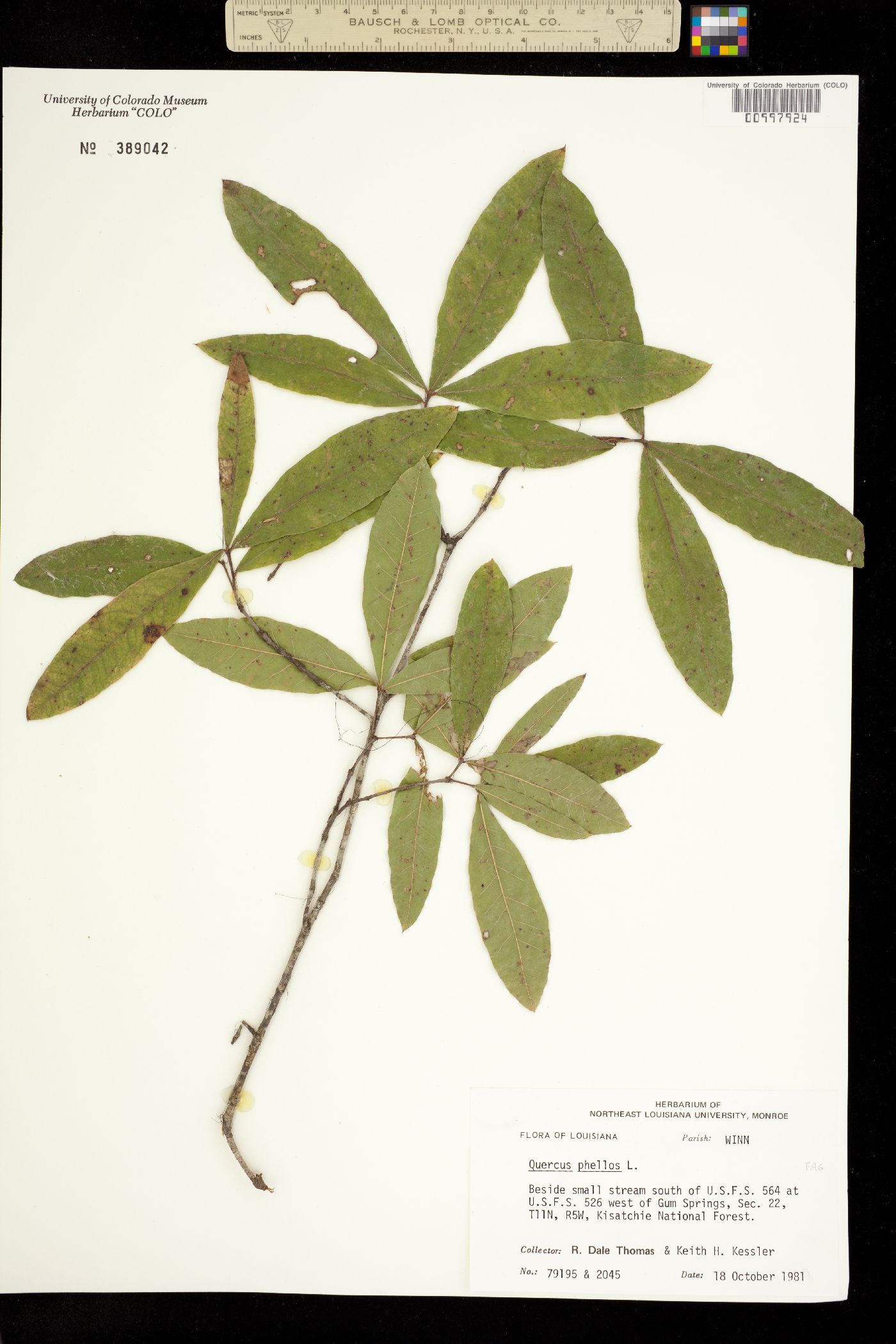 Quercus phellos image