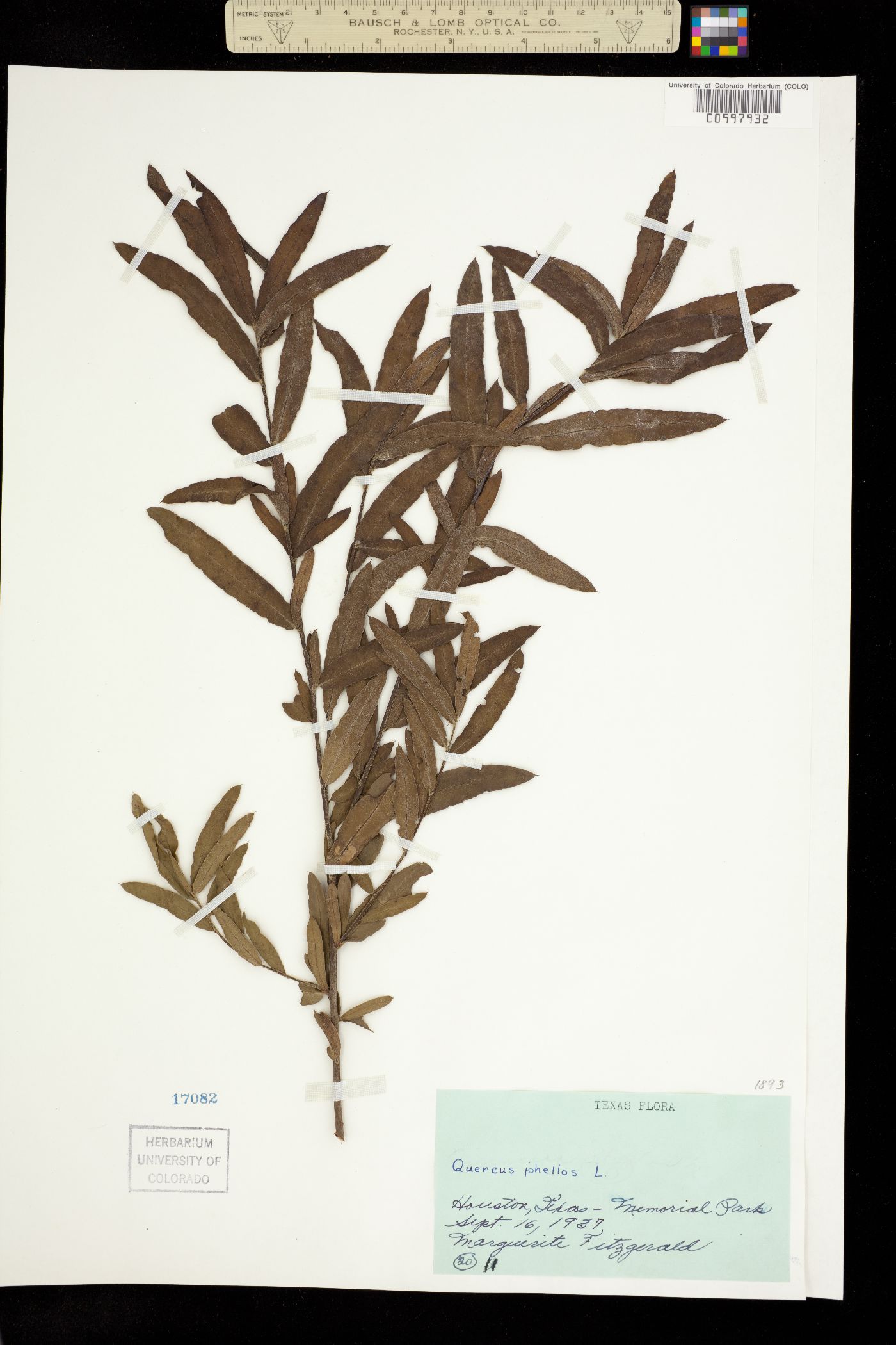 Quercus phellos image