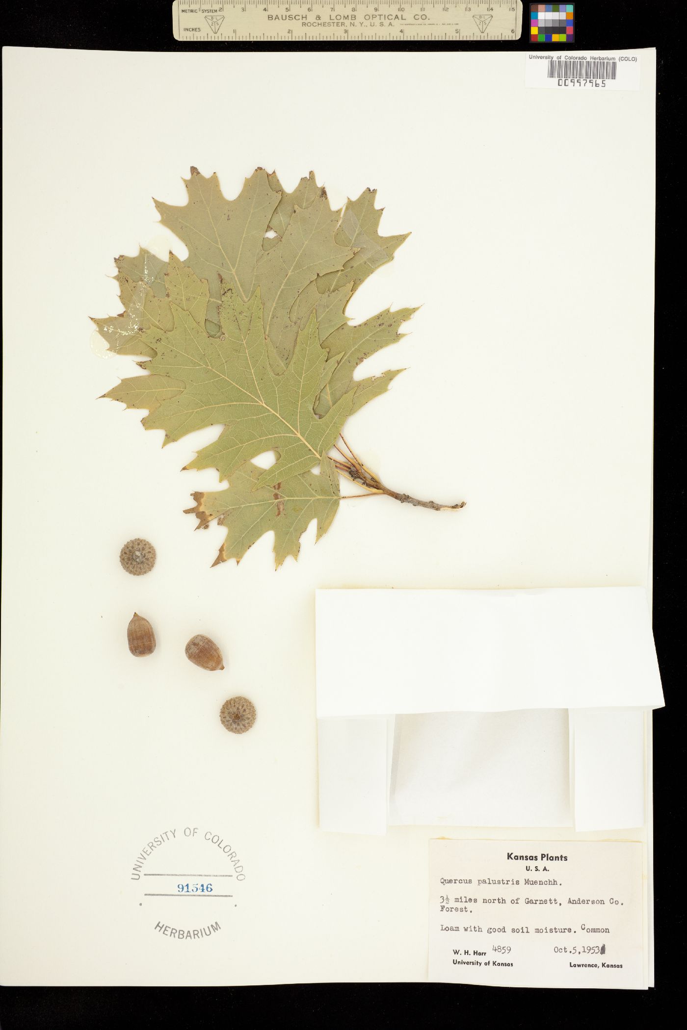 Quercus palustris image