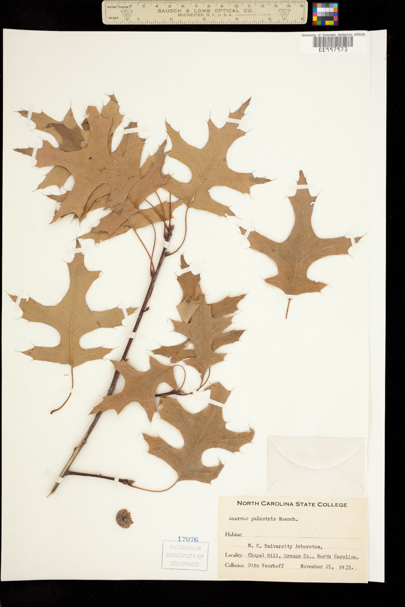 Quercus palustris image