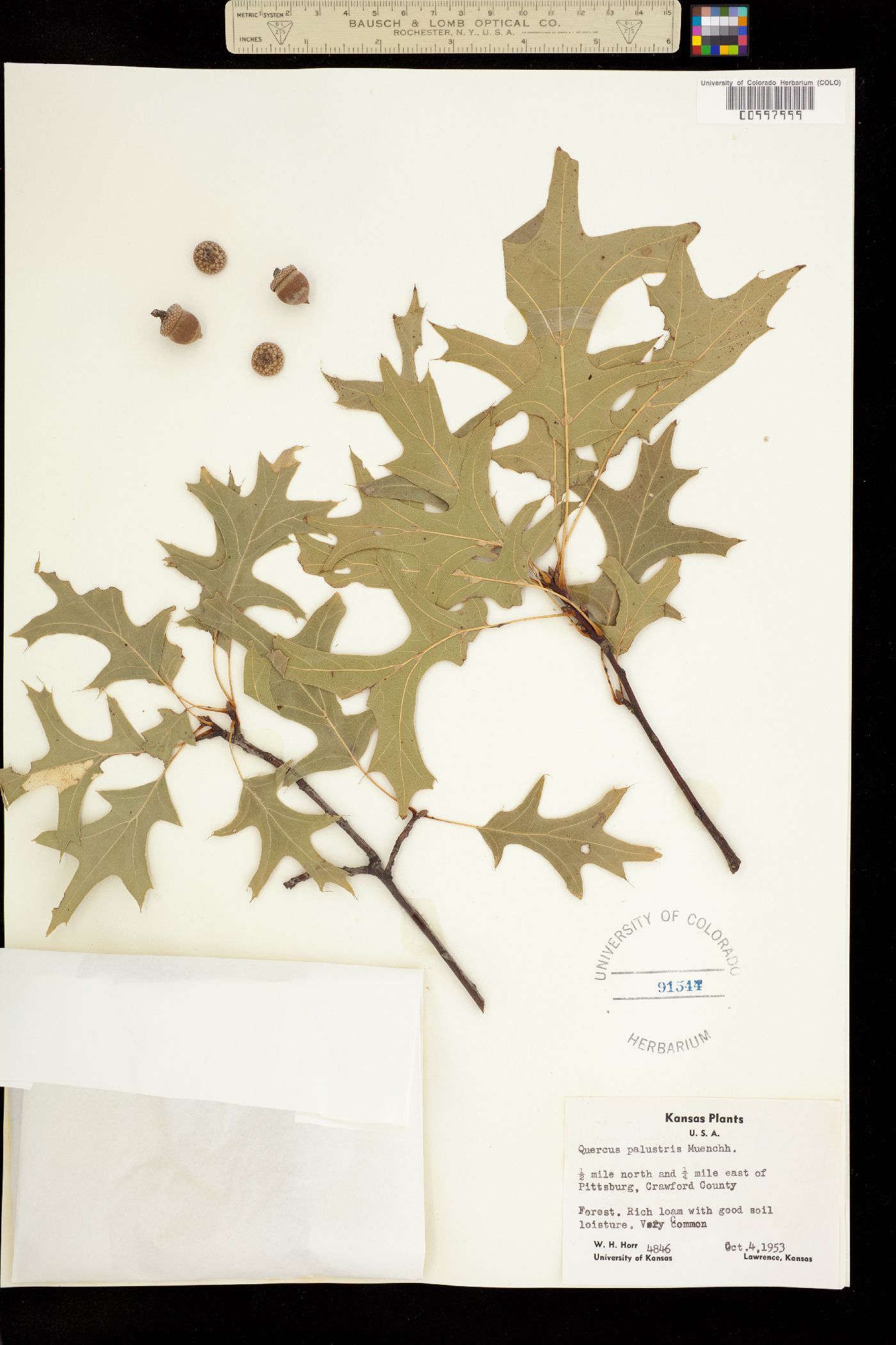 Quercus palustris image