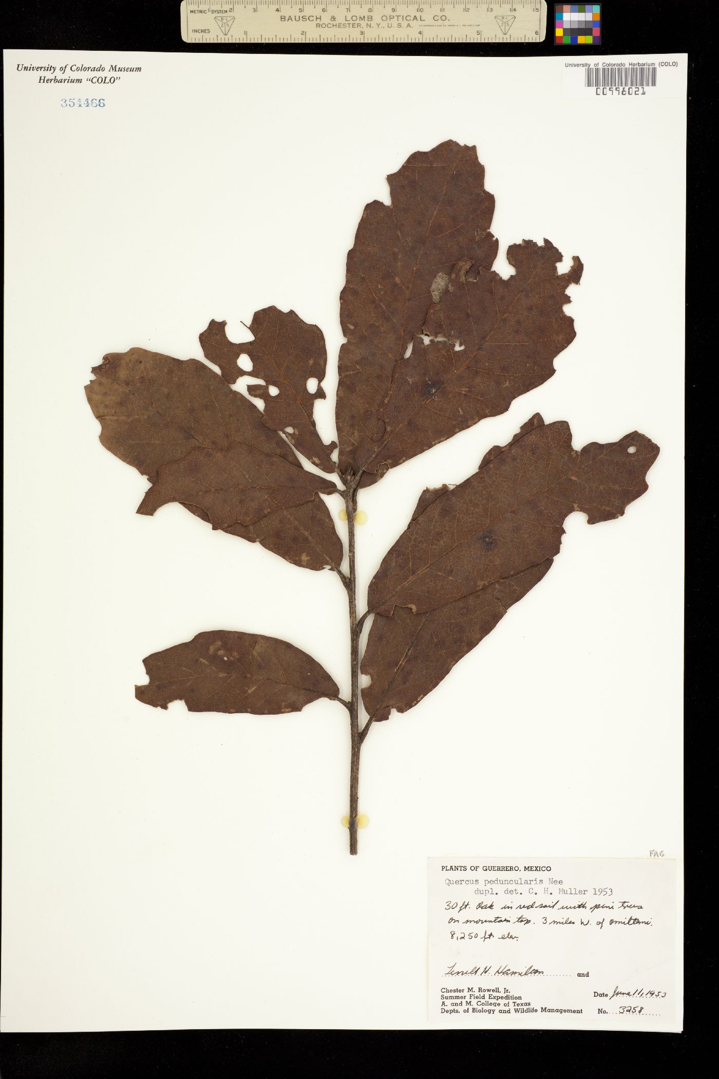 Quercus peduncularis image