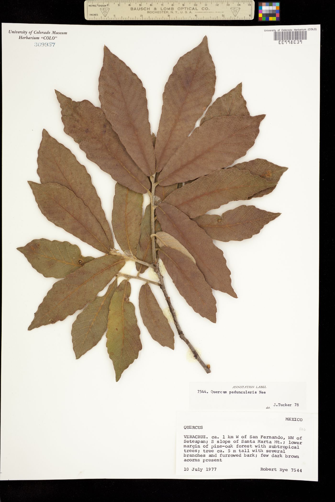 Quercus peduncularis image