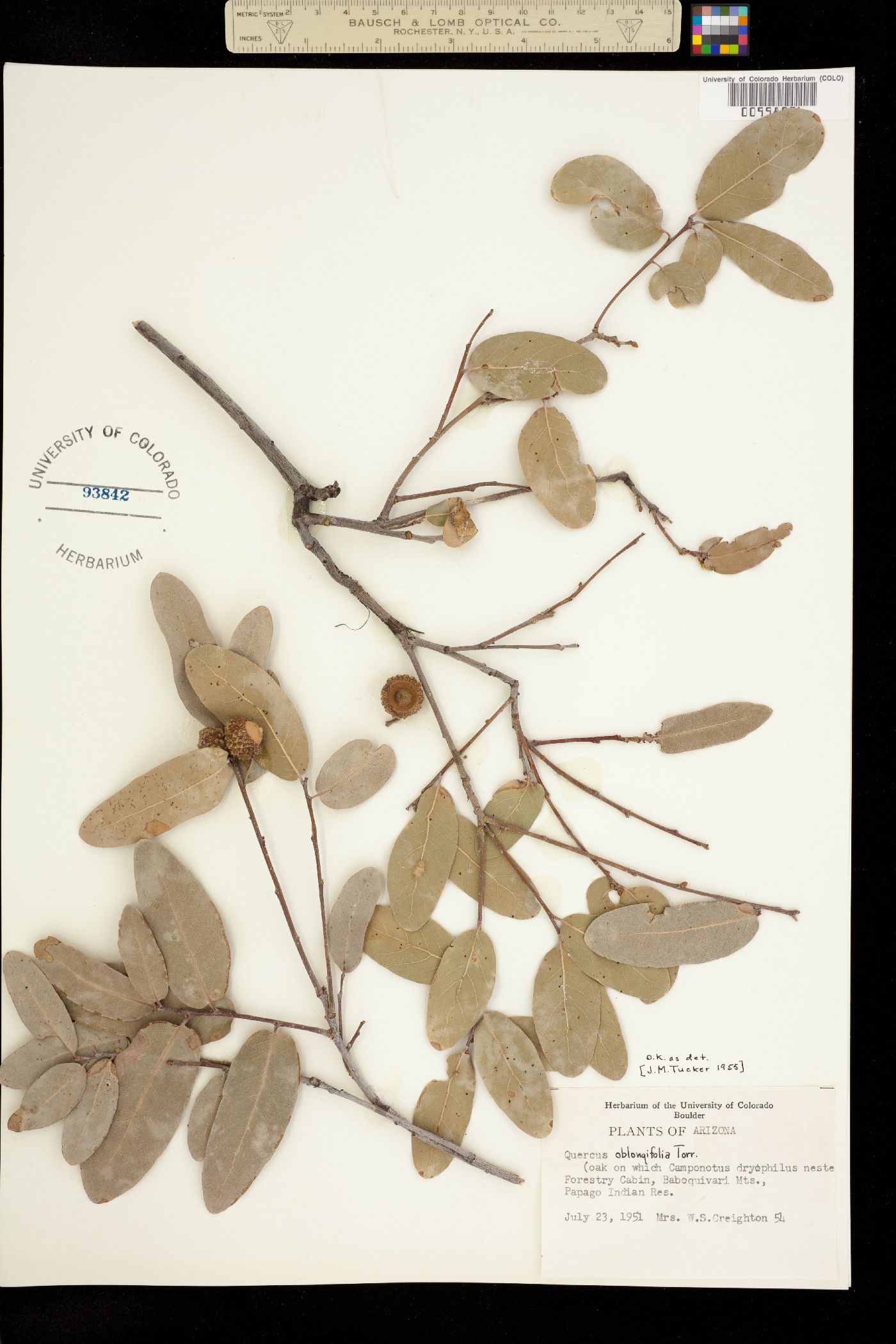 Quercus oblongifolia image