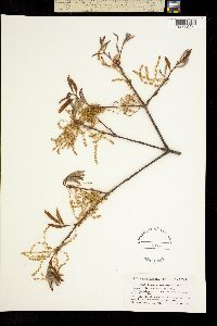 Quercus oglethorpensis image
