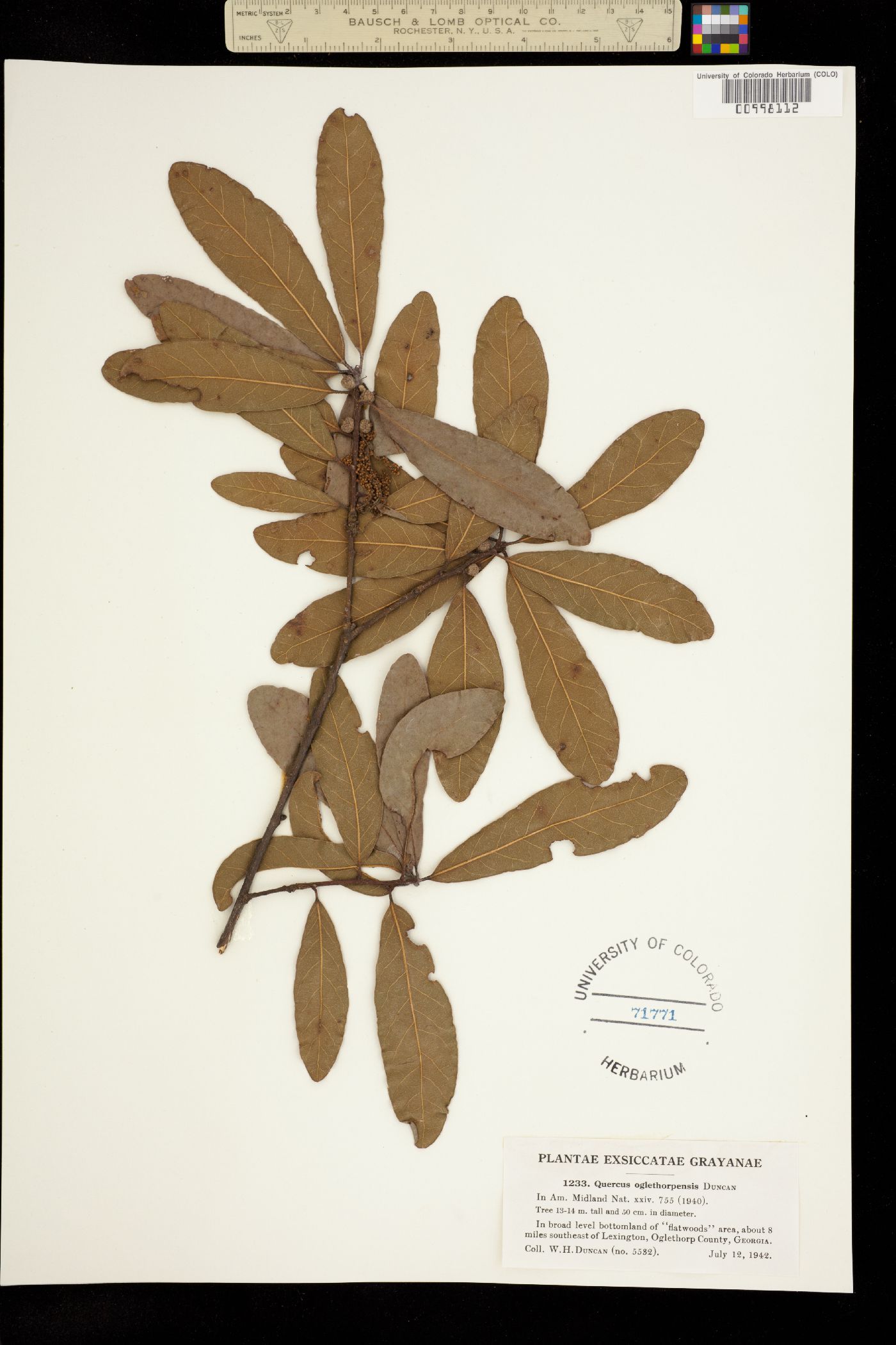 Quercus oglethorpensis image