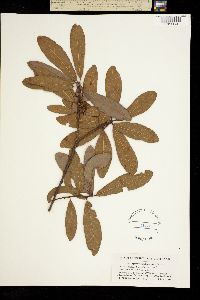 Quercus oglethorpensis image