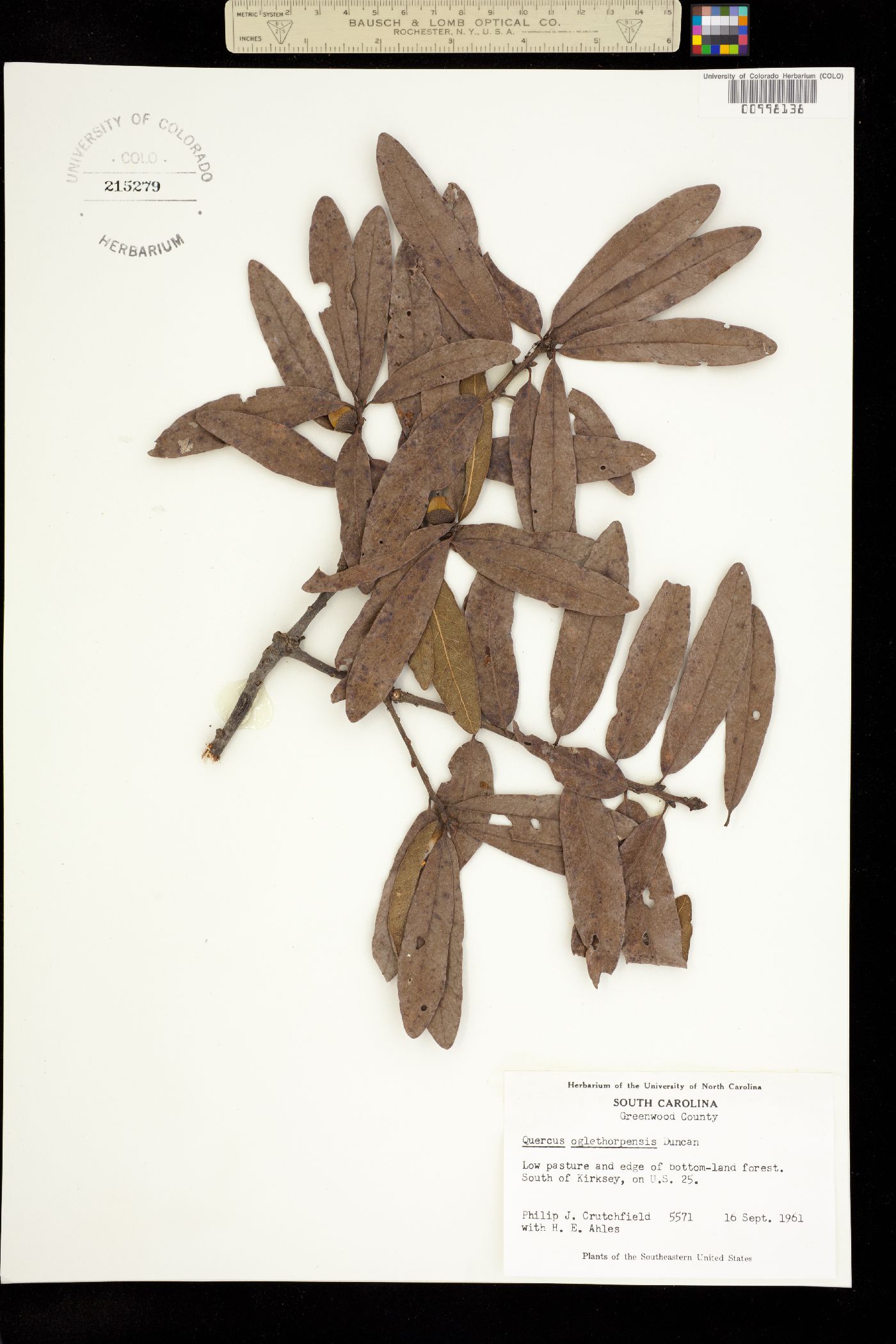 Quercus oglethorpensis image