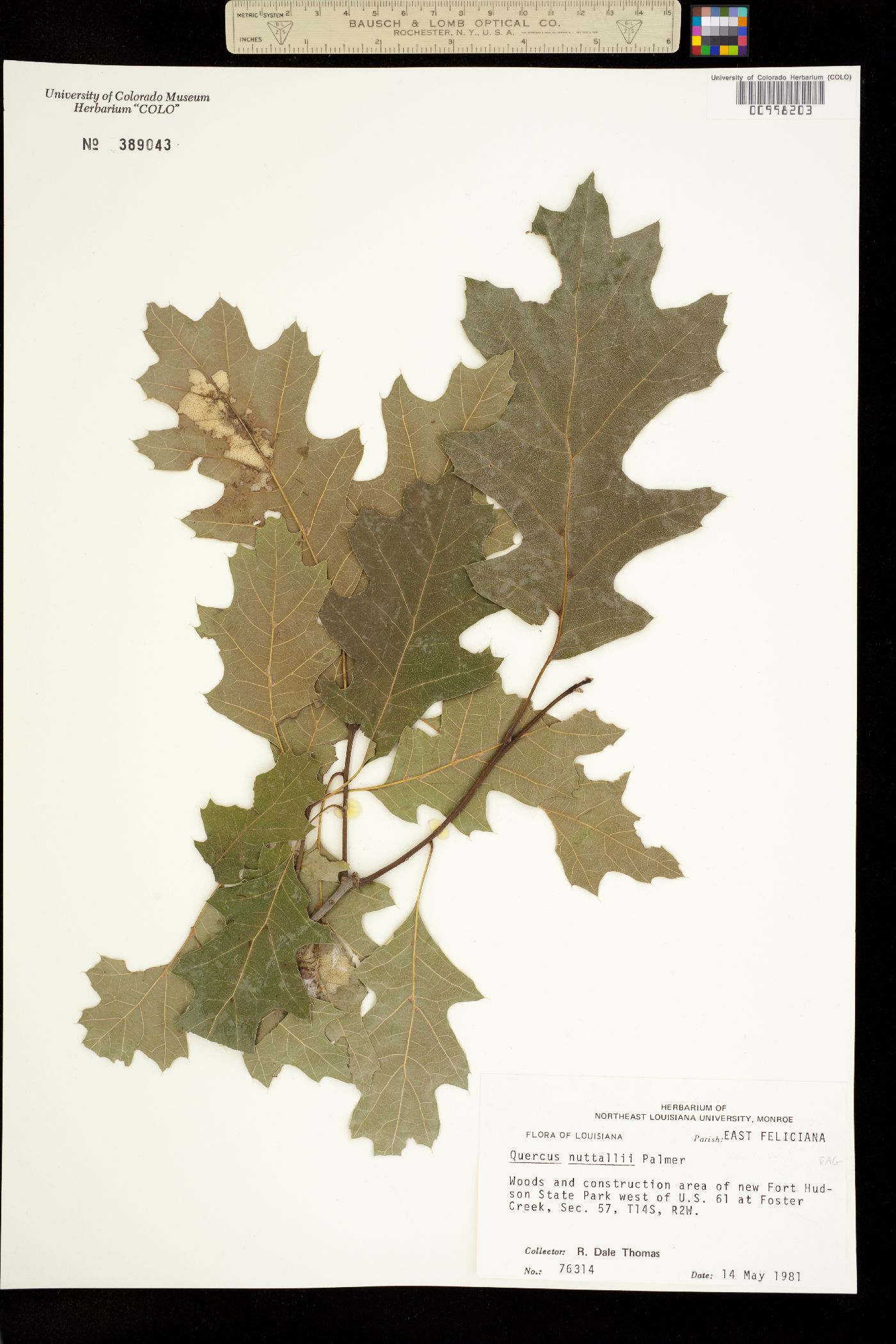 Quercus texana image