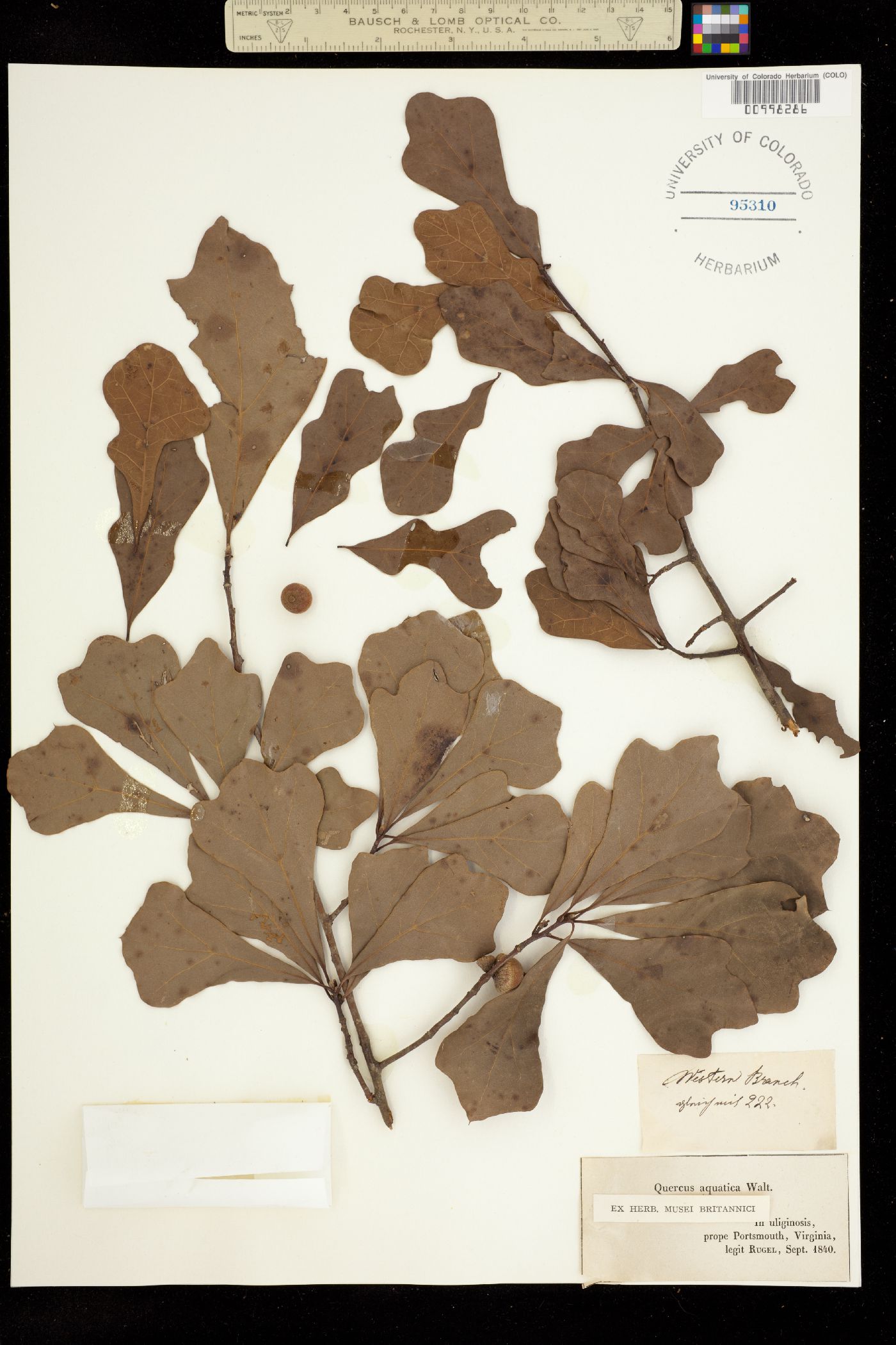 Quercus nigra image