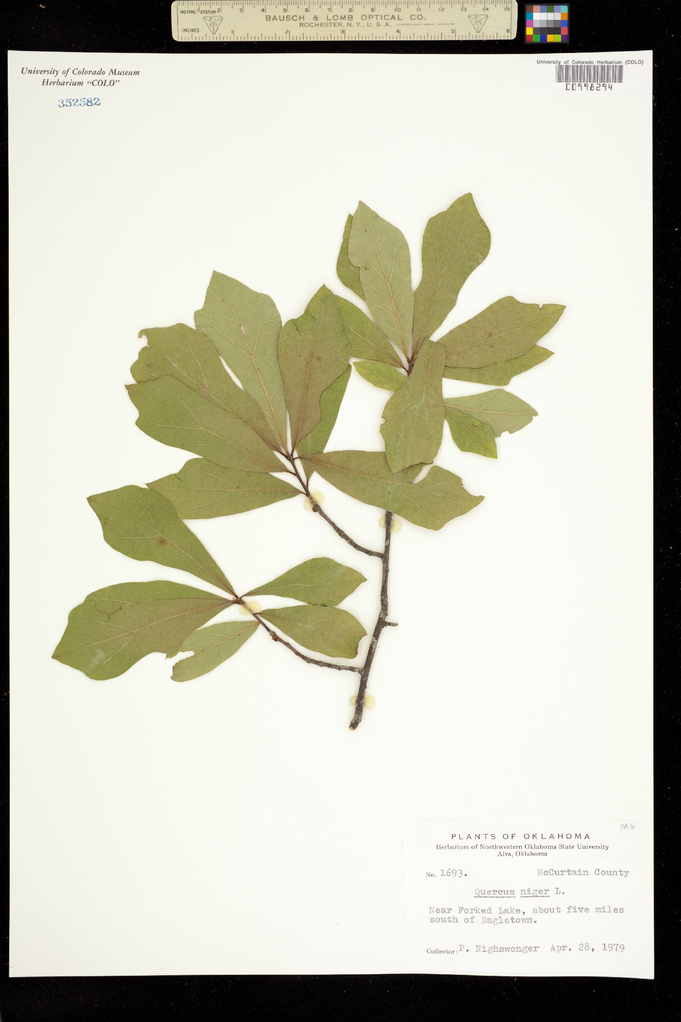 Quercus nigra image