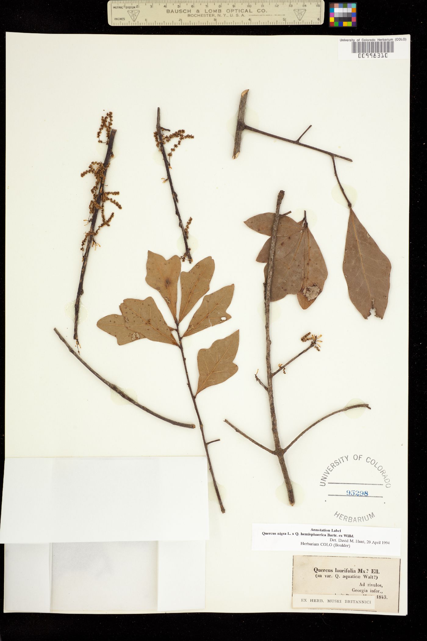 Quercus nigra image