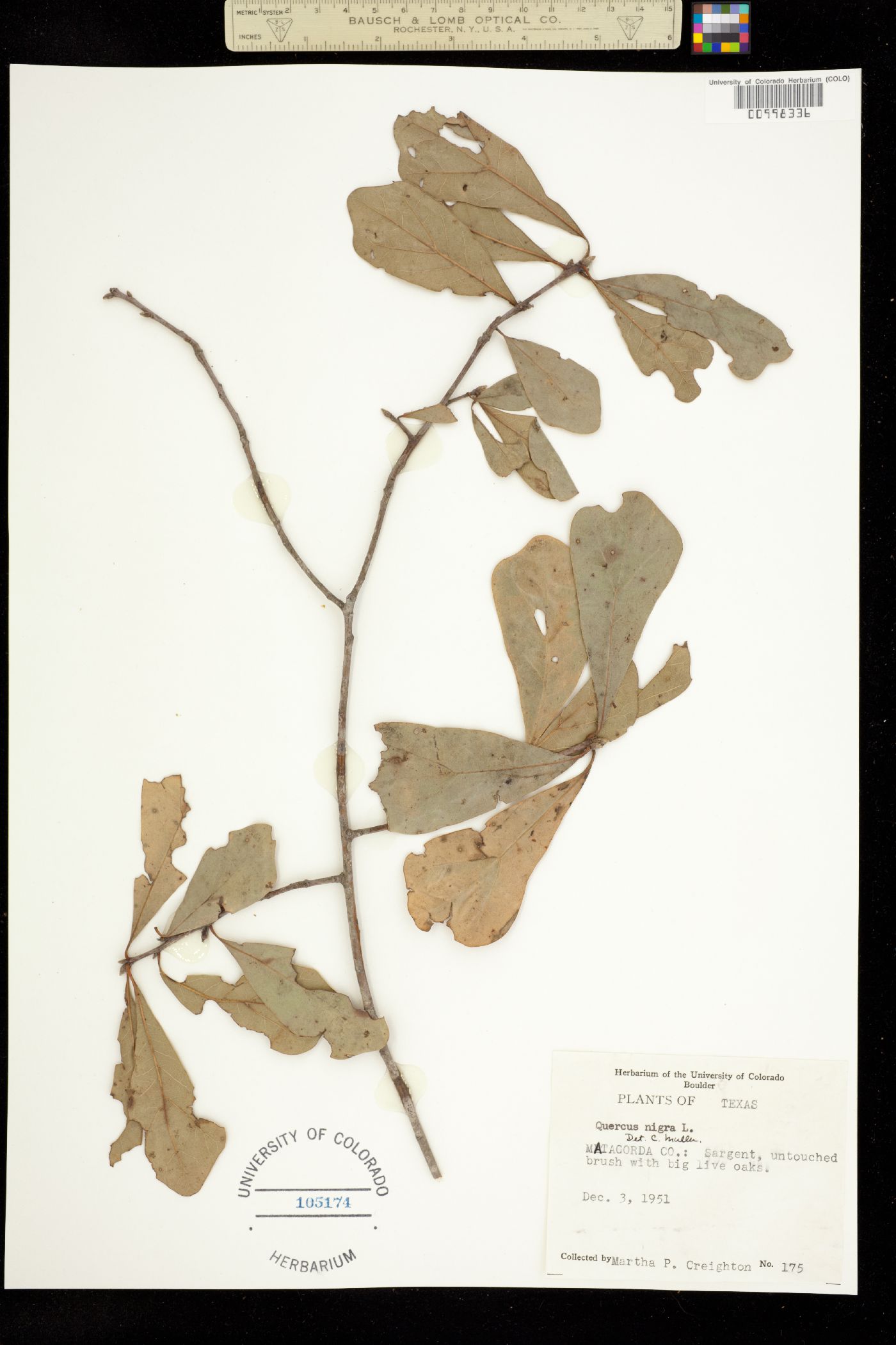 Quercus nigra image
