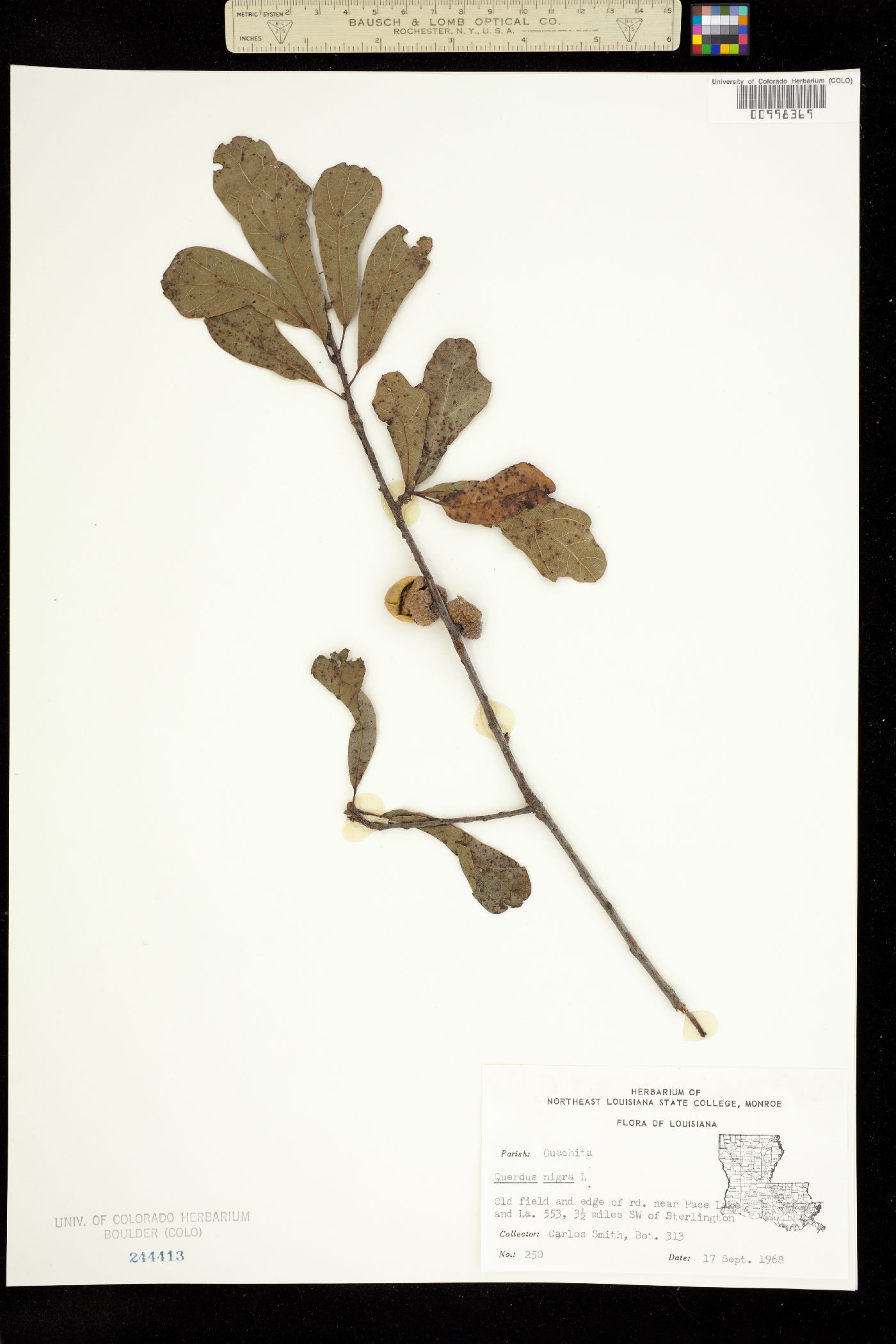 Quercus nigra image