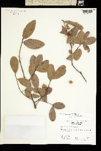 Image of Quercus myrtifolia