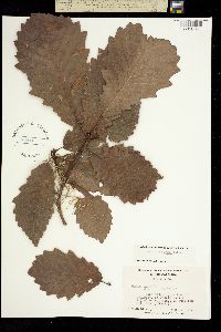 Image of Quercus michauxii