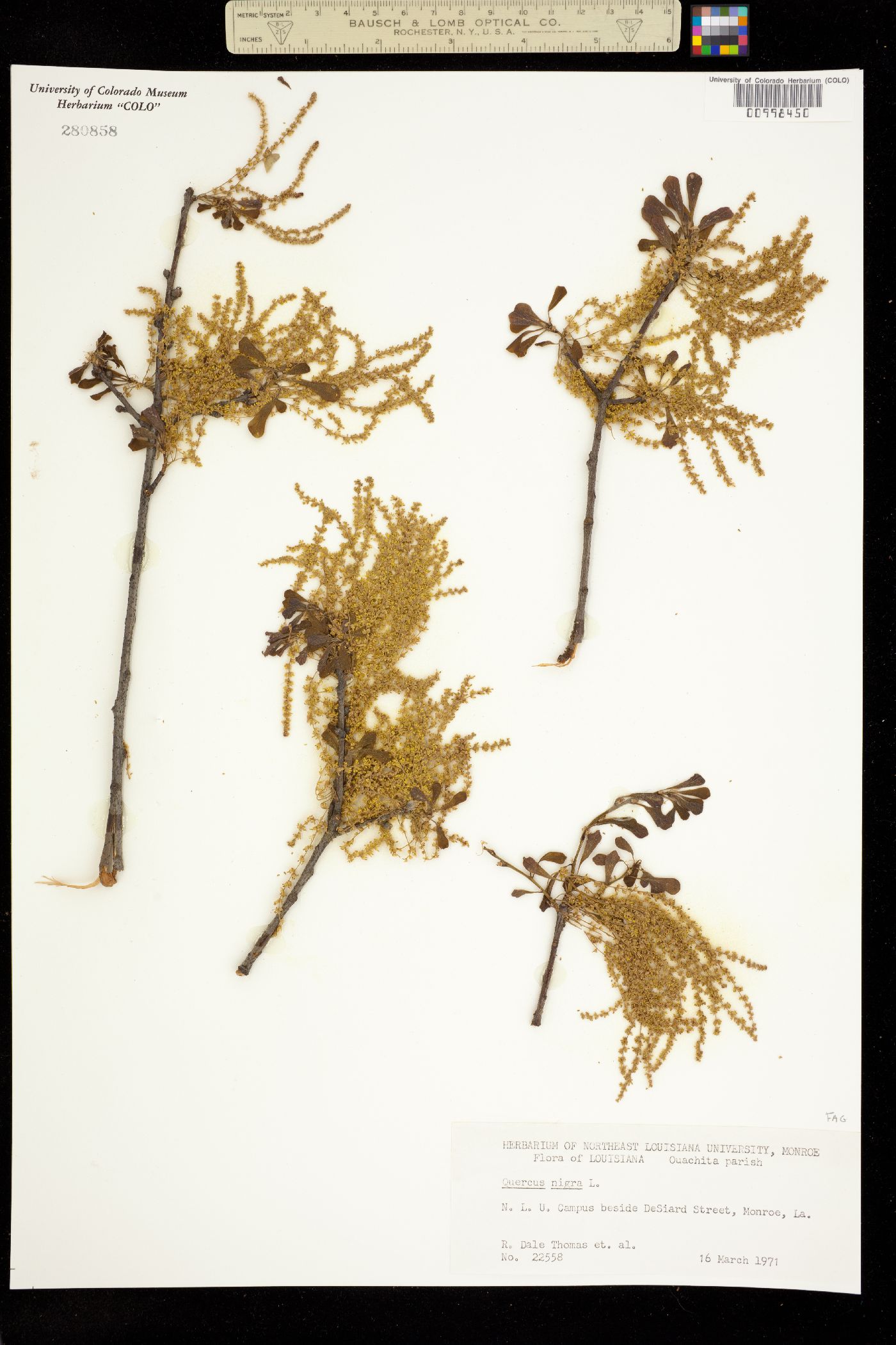 Quercus nigra image