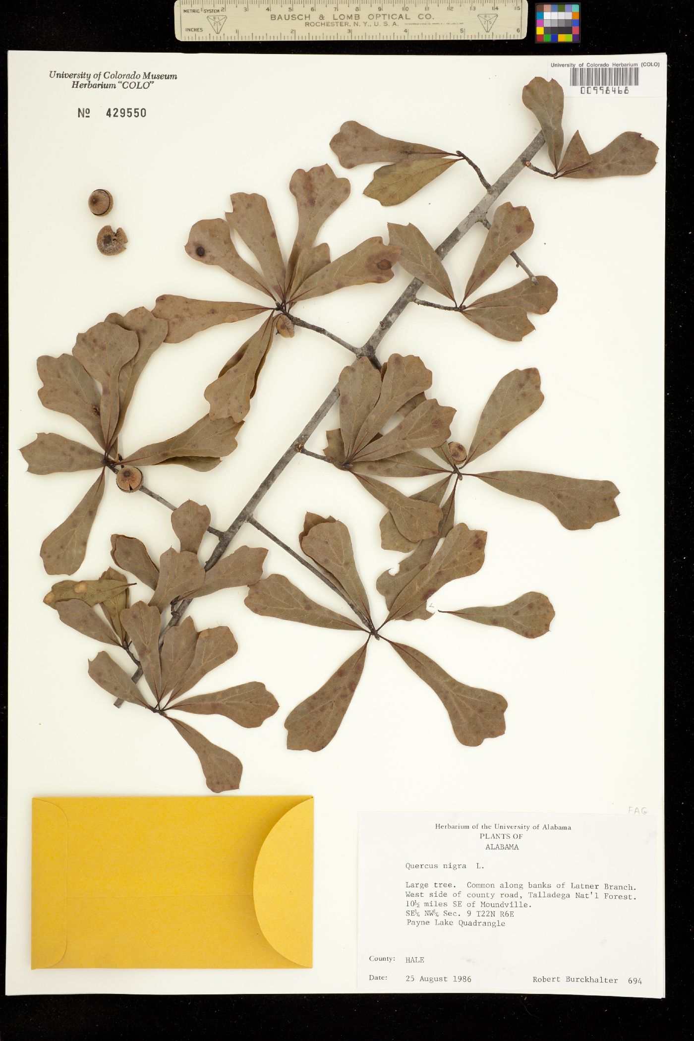 Quercus nigra image