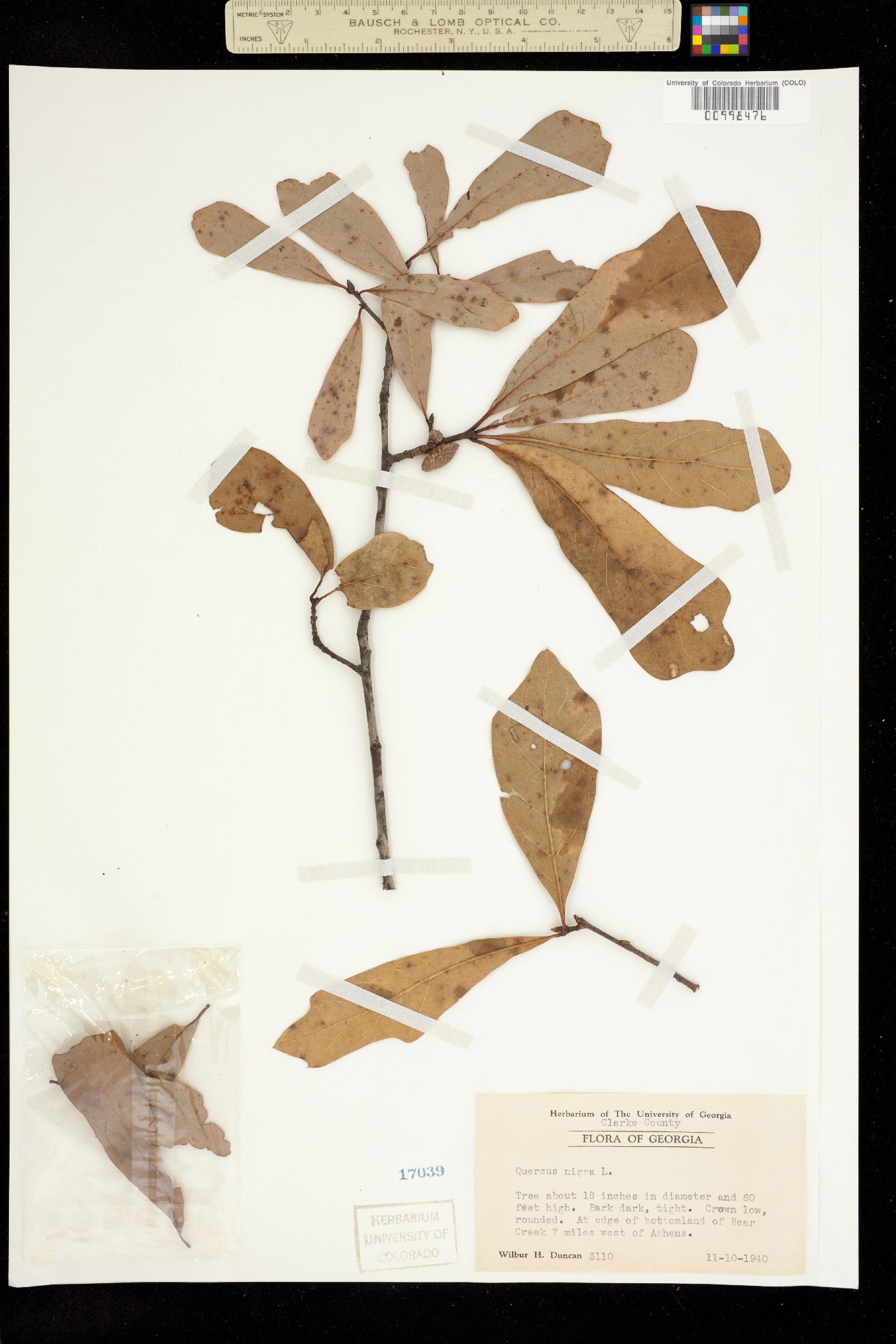 Quercus nigra image