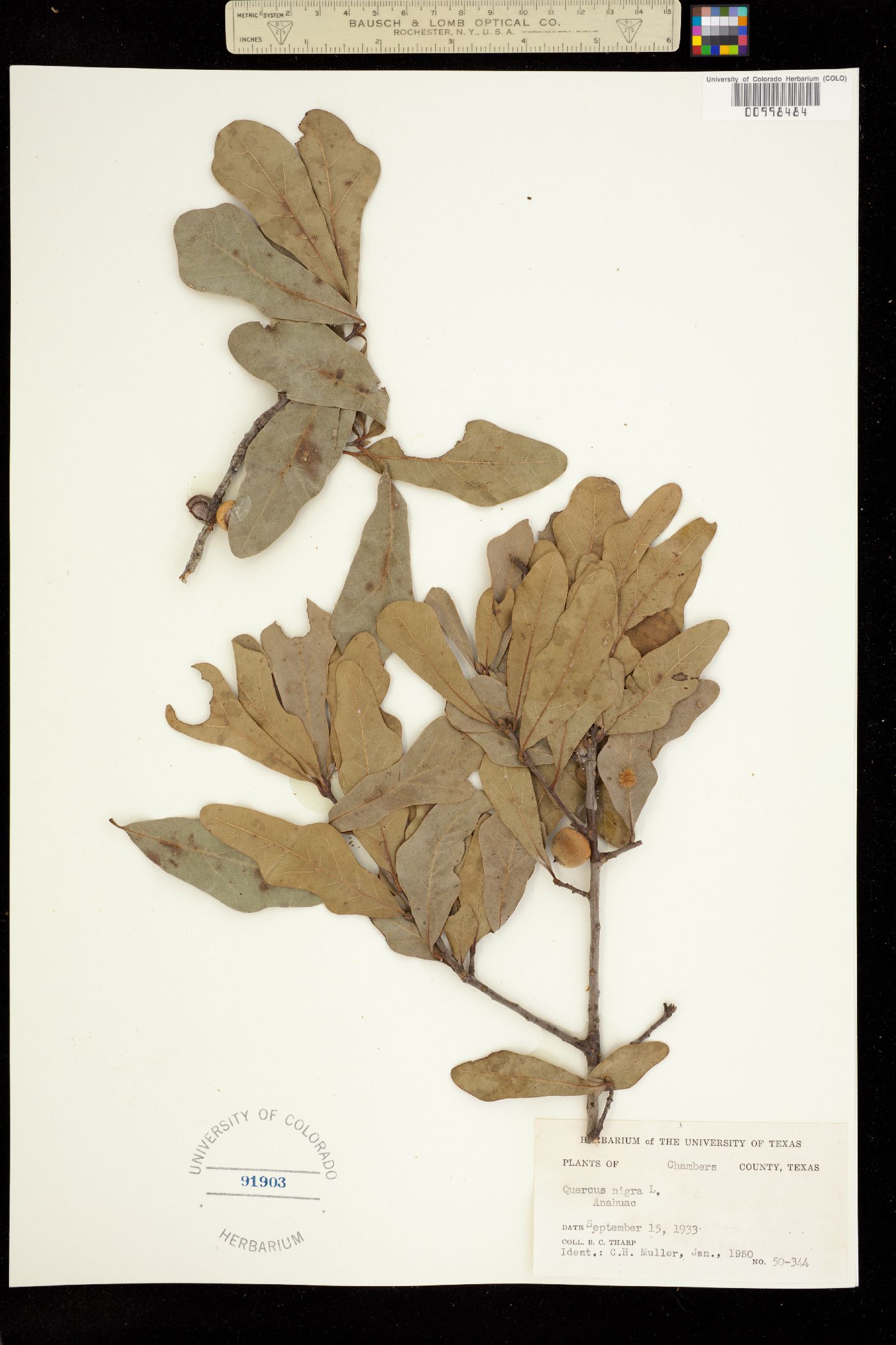 Quercus nigra image