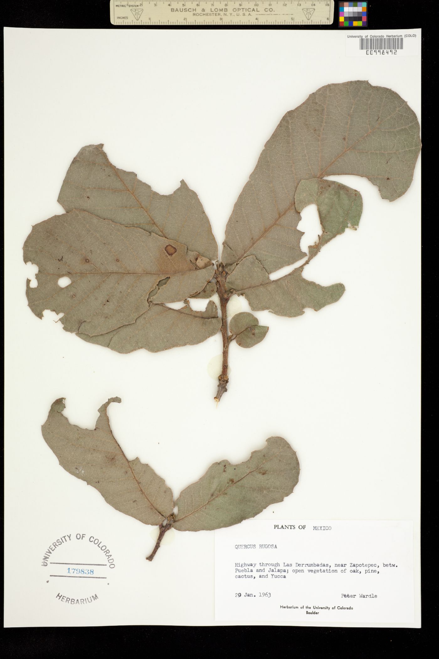 Quercus rugosa image
