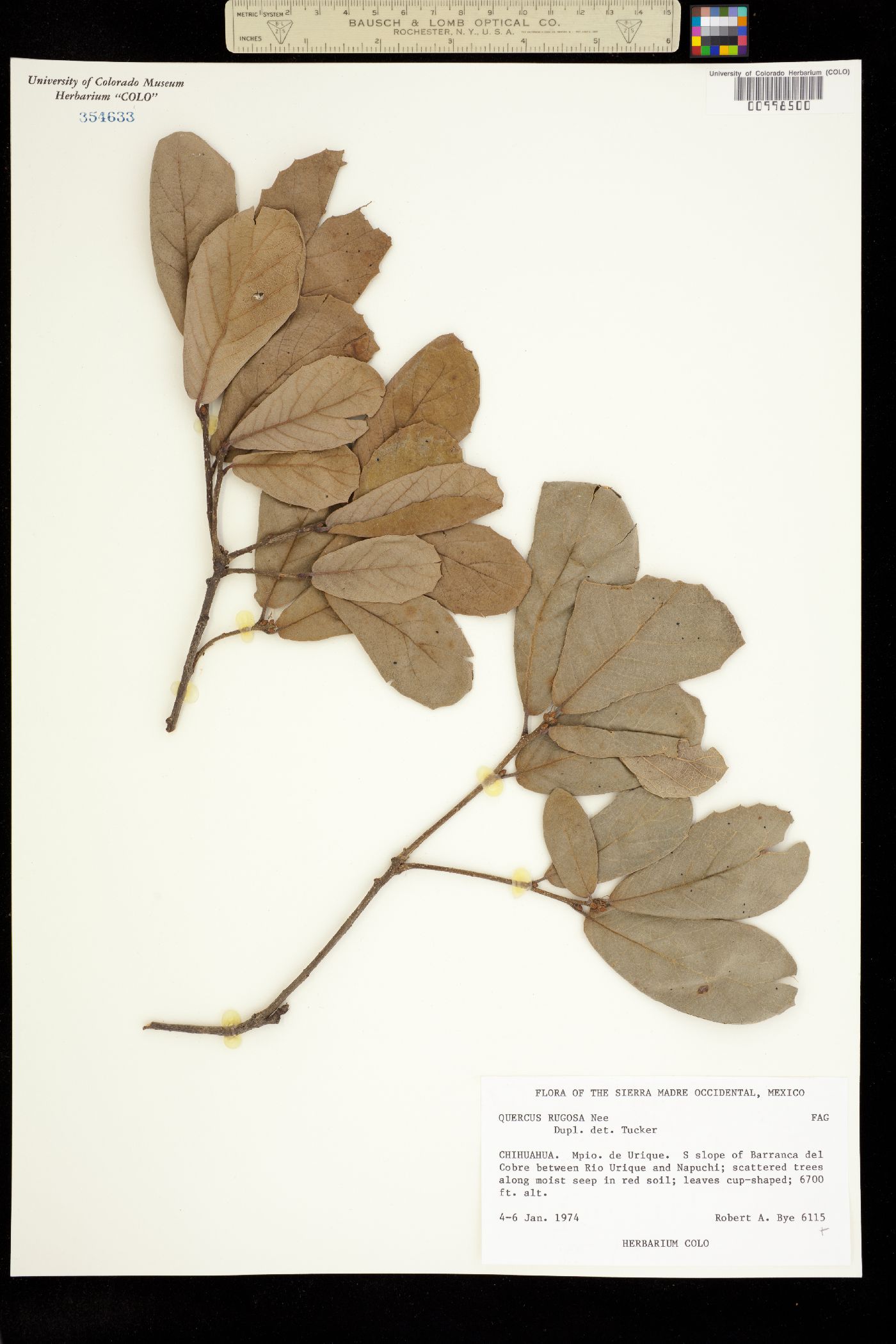 Quercus rugosa image