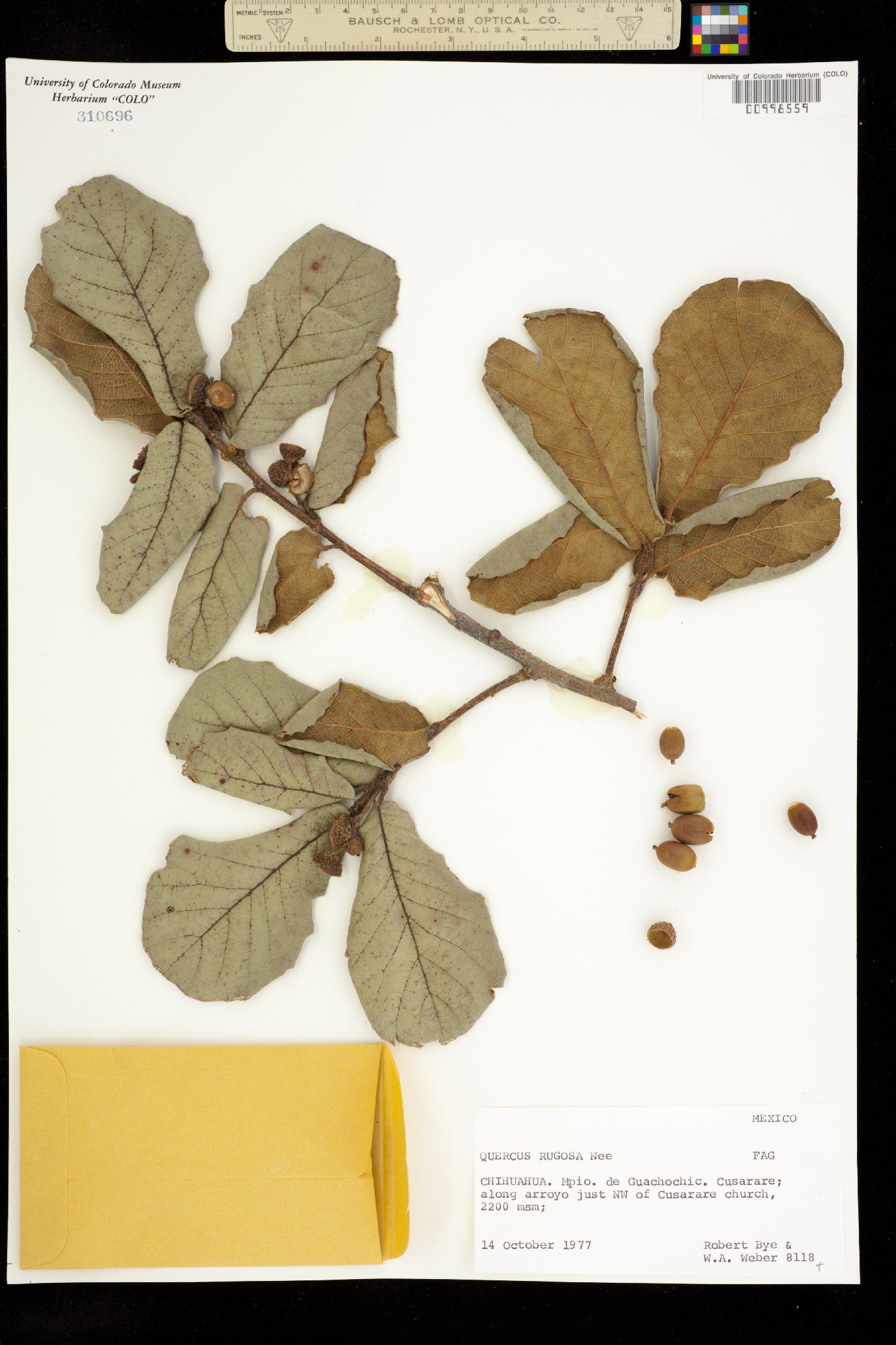 Quercus rugosa image