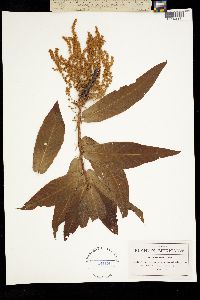 Quercus rysophylla image