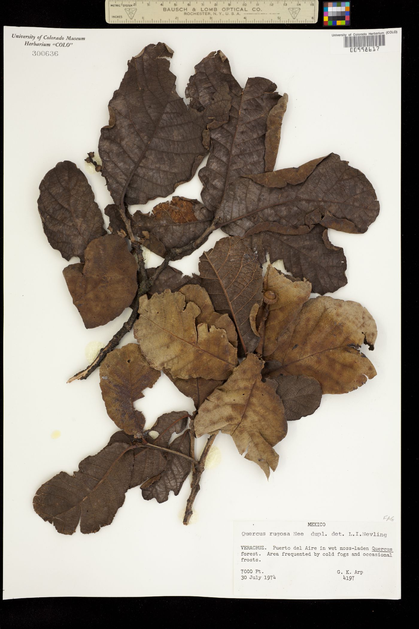 Quercus rugosa image