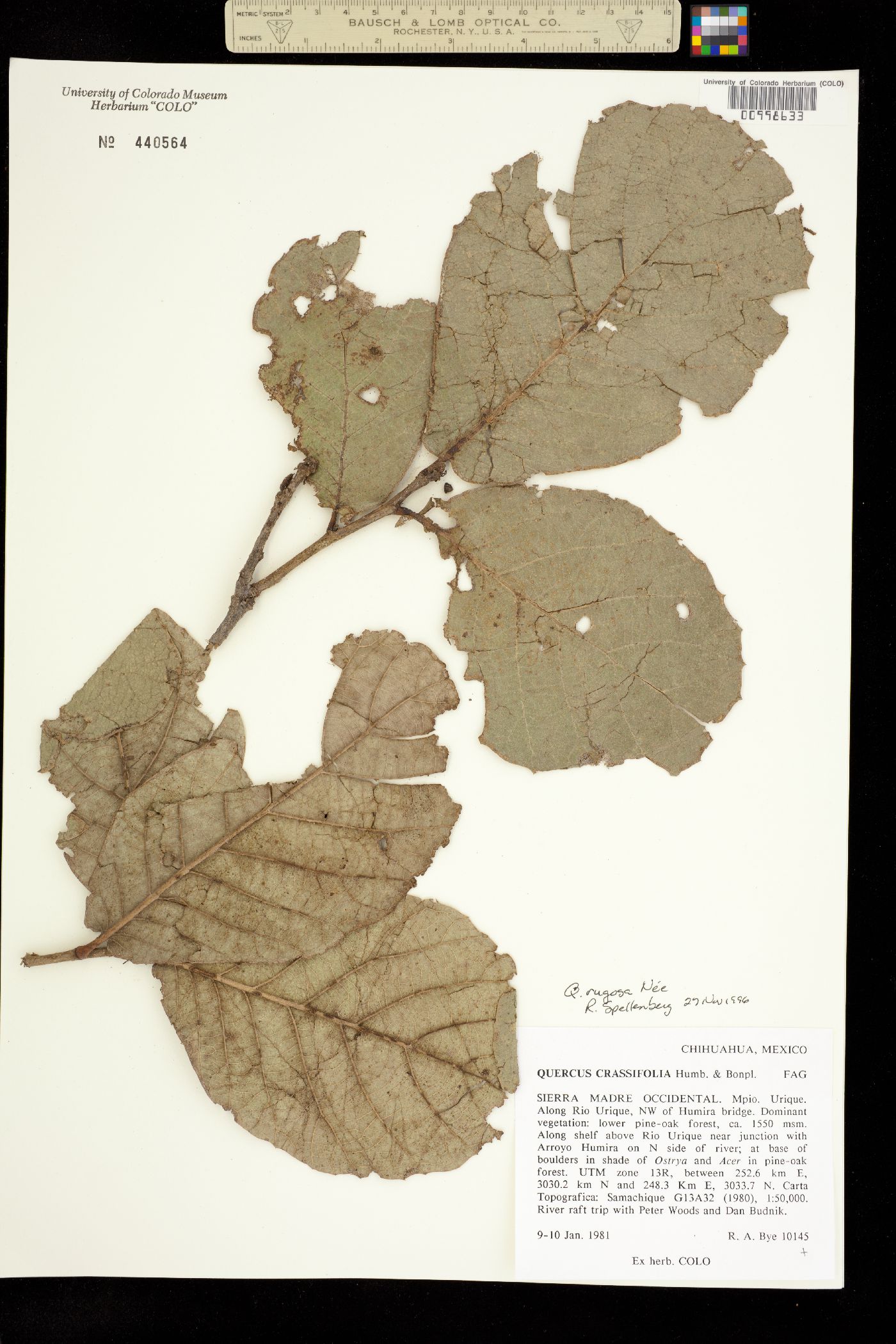 Quercus rugosa image