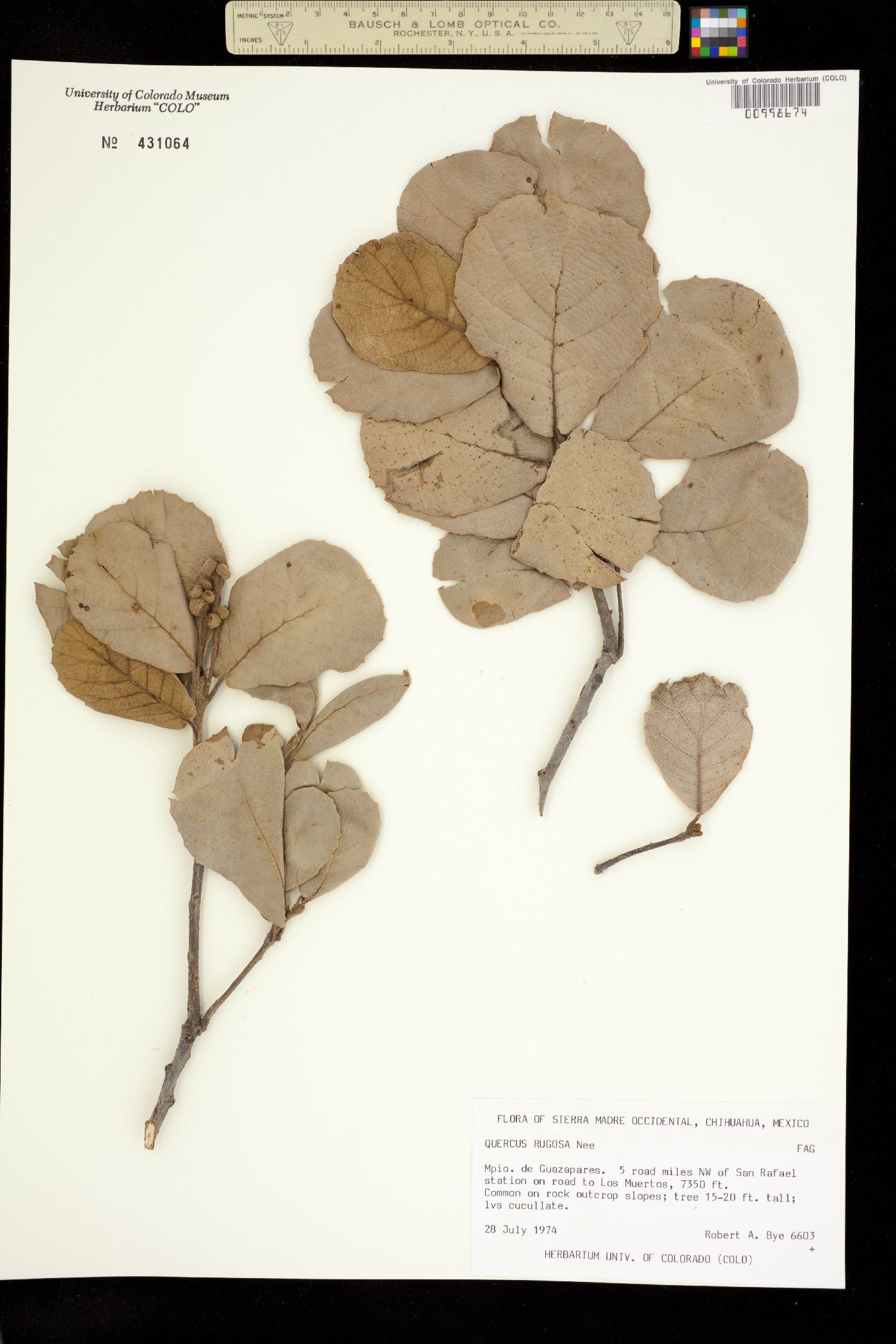Quercus rugosa image