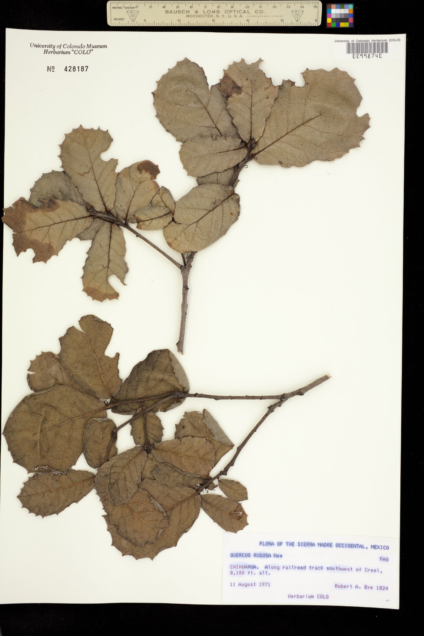 Quercus rugosa image