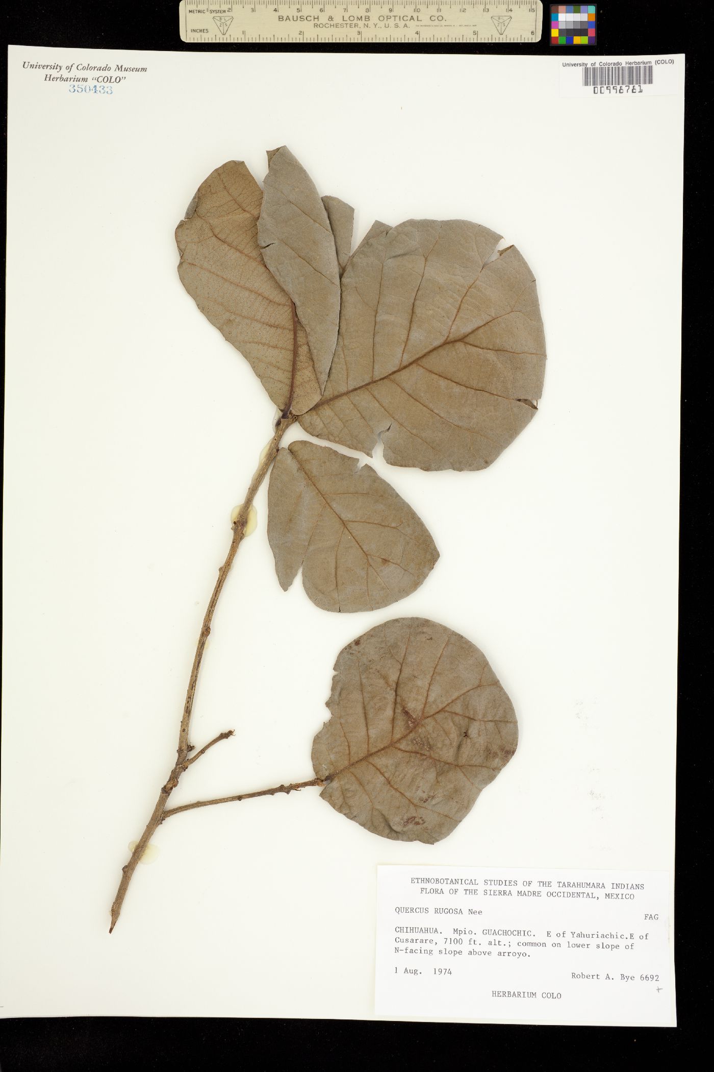 Quercus rugosa image