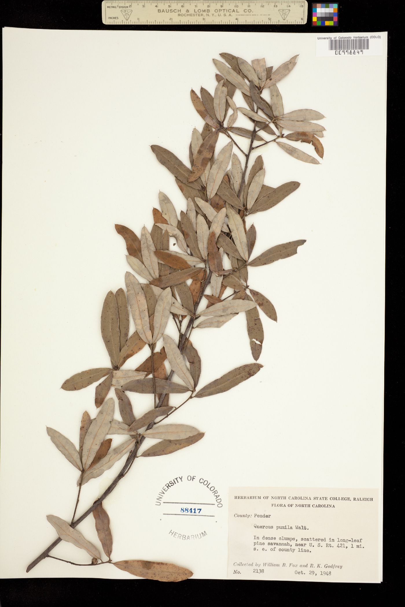 Quercus pumila image