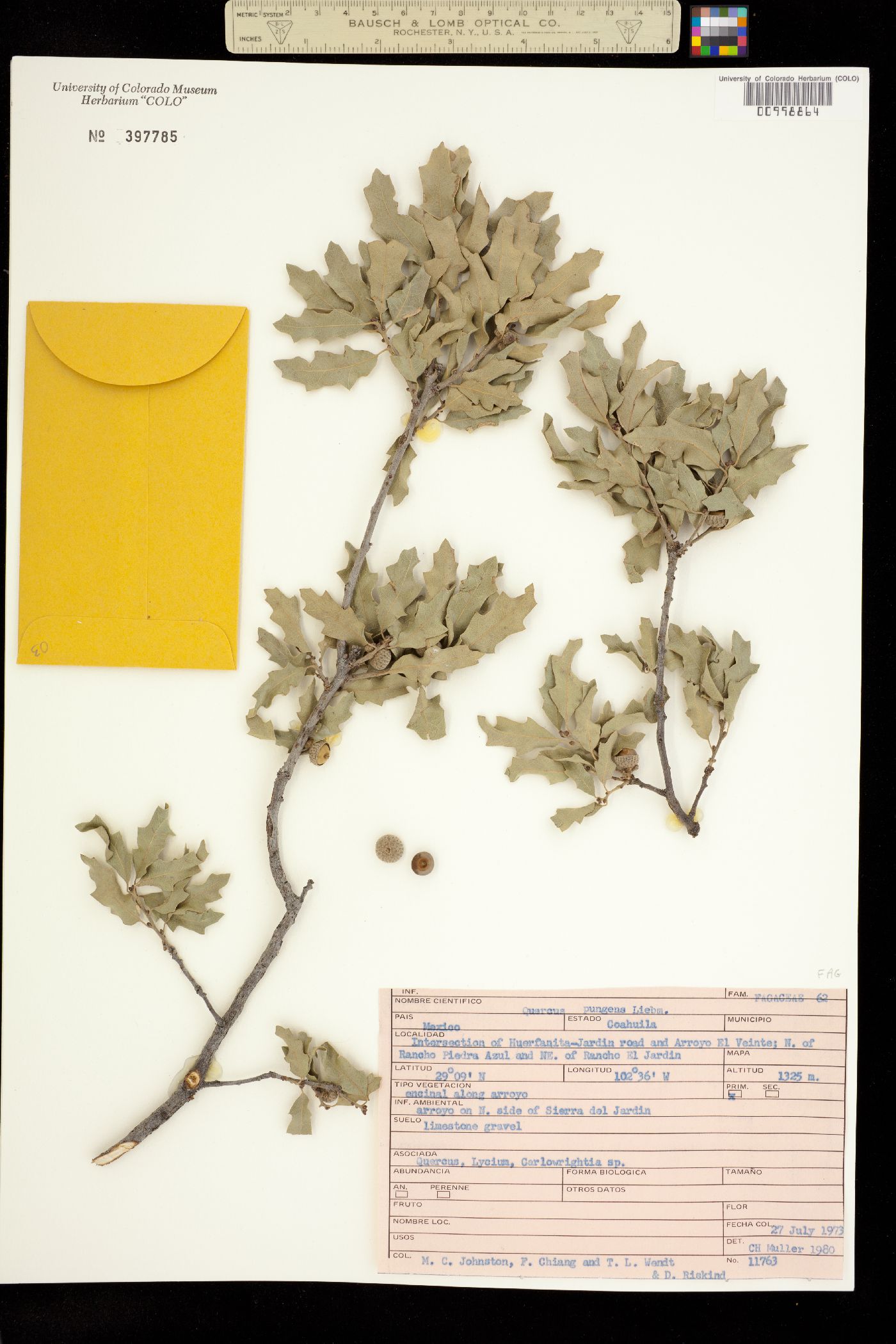 Quercus pungens image