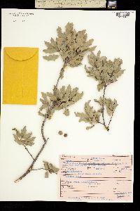 Image of Quercus pungens