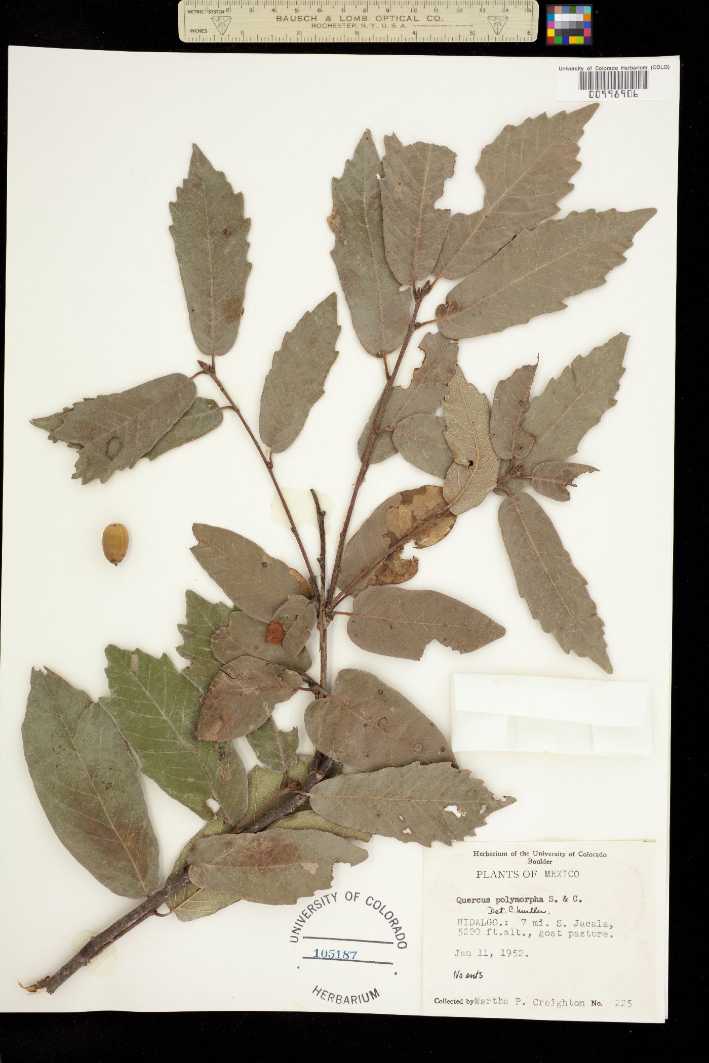 Quercus polymorpha image