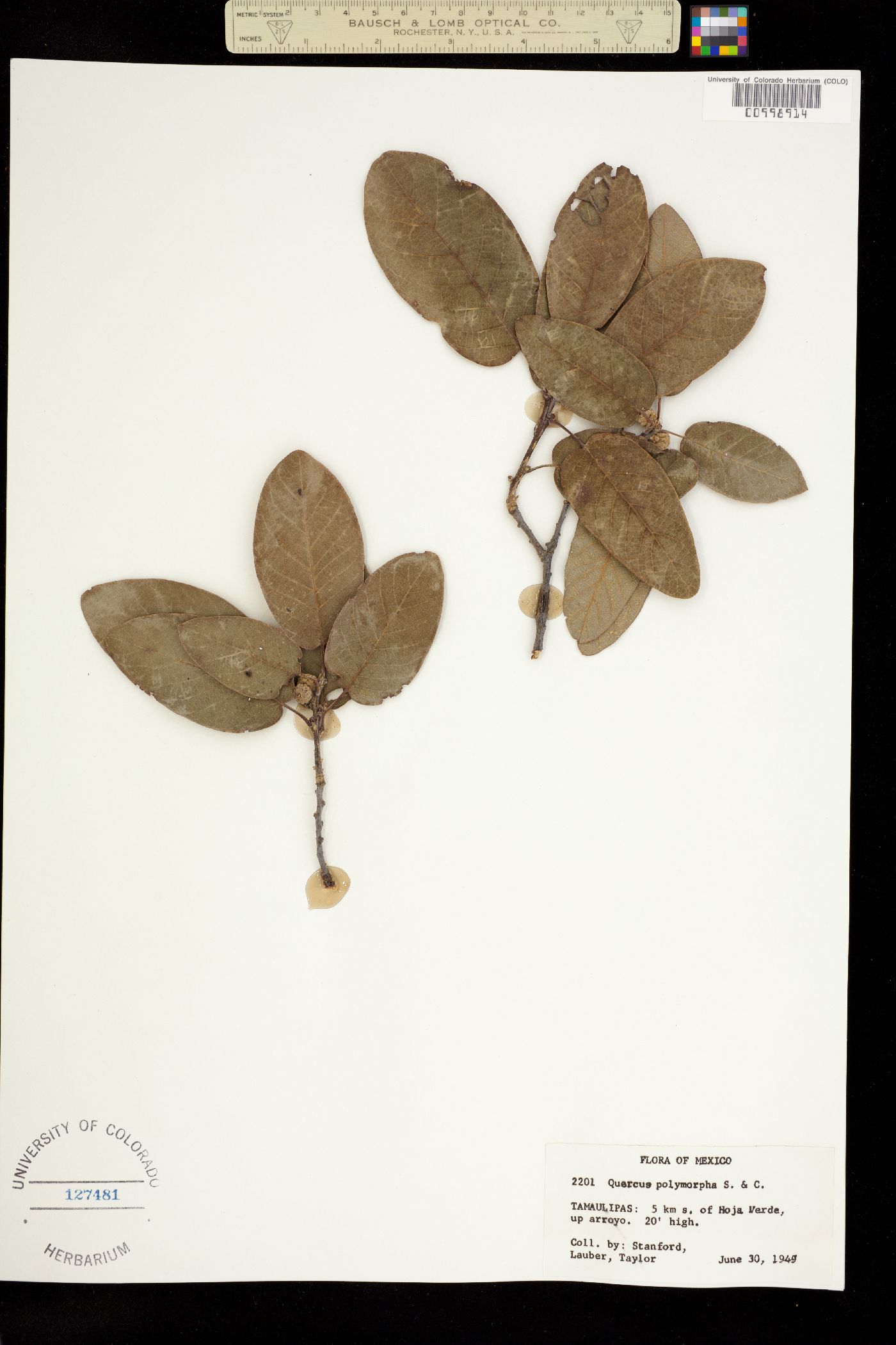 Quercus polymorpha image